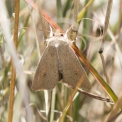 Mythimna (Pseudaletia) convecta (Common Armyworm) at Tuggeranong Hill - 28 Apr 2021 by AlisonMilton