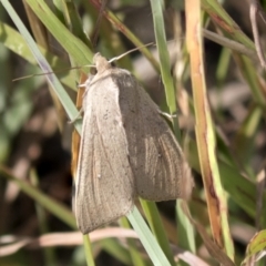 Mythimna (Pseudaletia) convecta at Theodore, ACT - 28 Apr 2021