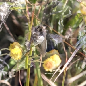 Mythimna (Pseudaletia) convecta at Theodore, ACT - 28 Apr 2021