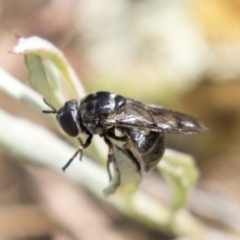 Microdontinae (subfamily) (Hover fly) at Tuggeranong Hill - 28 Apr 2021 by AlisonMilton