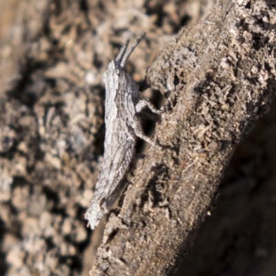 Coryphistes ruricola (Bark-mimicking Grasshopper) at Tuggeranong Hill - 28 Apr 2021 by AlisonMilton