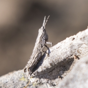 Coryphistes ruricola at Theodore, ACT - 28 Apr 2021 11:33 AM