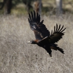 Aquila audax (Wedge-tailed Eagle) at Tuggeranong Homestead A.C.T. - 8 Jun 2021 by RodDeb