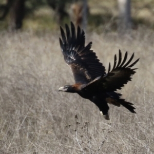 Aquila audax at Isabella Plains, ACT - 8 Jun 2021