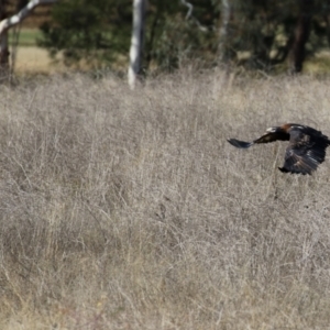 Aquila audax at Isabella Plains, ACT - 8 Jun 2021 12:29 PM