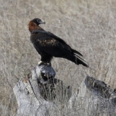 Aquila audax at Isabella Plains, ACT - 8 Jun 2021