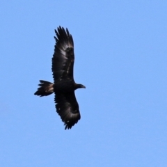 Aquila audax at Isabella Plains, ACT - 8 Jun 2021