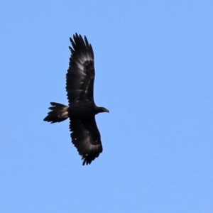 Aquila audax at Isabella Plains, ACT - 8 Jun 2021