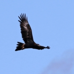 Aquila audax at Isabella Plains, ACT - 8 Jun 2021