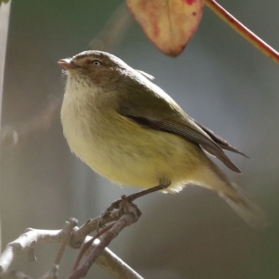 Smicrornis brevirostris (Weebill) at Paddys River, ACT - 8 Jun 2021 by RodDeb