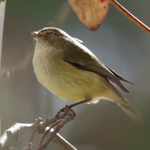 Smicrornis brevirostris at Paddys River, ACT - 8 Jun 2021