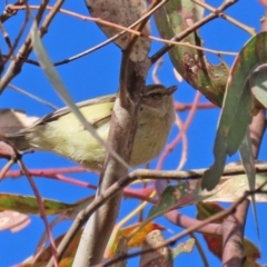 Smicrornis brevirostris at Paddys River, ACT - 8 Jun 2021