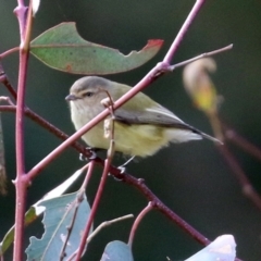 Smicrornis brevirostris at Paddys River, ACT - 8 Jun 2021