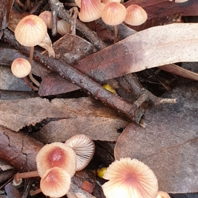 Mycena kuurkacea (Bleeding Mycena) at Cook, ACT - 6 Jun 2021 by drakes