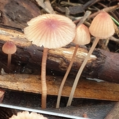 Mycena kuurkacea at Cook, ACT - 6 Jun 2021