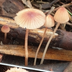 Mycena kuurkacea at Cook, ACT - 6 Jun 2021