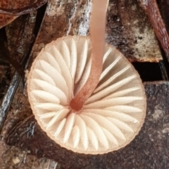 Mycena kuurkacea at Cook, ACT - 6 Jun 2021