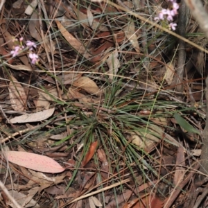 Stylidium graminifolium at Downer, ACT - 8 Jun 2021