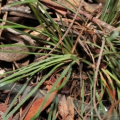 Stylidium graminifolium at Downer, ACT - 8 Jun 2021