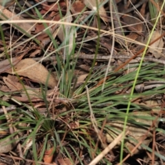 Stylidium graminifolium at Downer, ACT - 8 Jun 2021