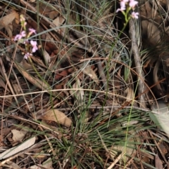 Stylidium graminifolium at Downer, ACT - 8 Jun 2021