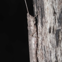 Coryphistes ruricola (Bark-mimicking Grasshopper) at Downer, ACT - 8 Jun 2021 by TimL