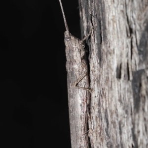 Coryphistes ruricola at Downer, ACT - 8 Jun 2021 10:57 AM