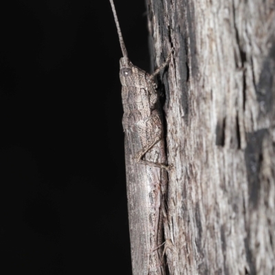 Coryphistes ruricola (Bark-mimicking Grasshopper) at Downer, ACT - 8 Jun 2021 by TimL