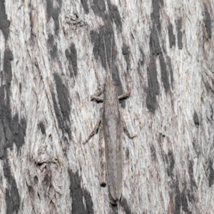 Coryphistes ruricola at Downer, ACT - 8 Jun 2021