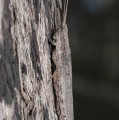 Coryphistes ruricola at Downer, ACT - 8 Jun 2021 10:57 AM