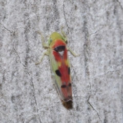 Kahaono wallacei (Leafhopper) at Acton, ACT - 8 Jun 2021 by TimL