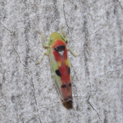 Kahaono wallacei (Leafhopper) at ANBG - 8 Jun 2021 by TimL