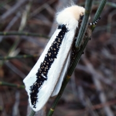 Oenosandra boisduvalii (Boisduval's Autumn Moth) at Macquarie, ACT - 25 Mar 2021 by Heino1