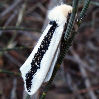 Oenosandra boisduvalii (Boisduval's Autumn Moth) at Macquarie, ACT - 24 Mar 2021 by Heino1