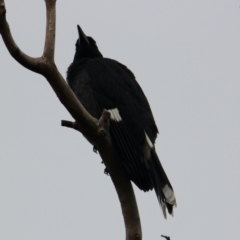 Strepera graculina (Pied Currawong) at Springdale Heights, NSW - 9 Jun 2021 by PaulF