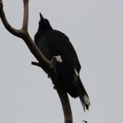 Strepera graculina (Pied Currawong) at Albury - 9 Jun 2021 by PaulF