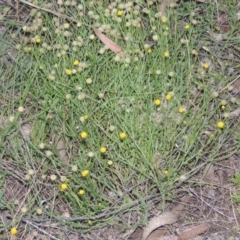 Calotis lappulacea (Yellow Burr Daisy) at Conder, ACT - 30 Mar 2021 by michaelb