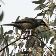 Anthochaera carunculata (Red Wattlebird) at Albury - 9 Jun 2021 by PaulF