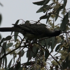Anthochaera carunculata at Springdale Heights, NSW - 9 Jun 2021 10:04 AM
