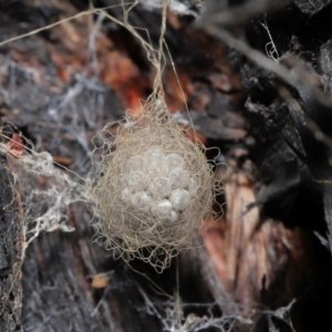 Australomimetus sp. (genus) at Acton, ACT - suppressed