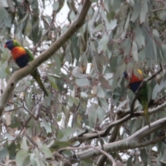 Trichoglossus moluccanus (Rainbow Lorikeet) at Albury - 9 Jun 2021 by PaulF