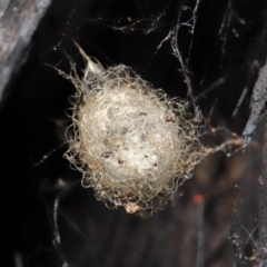 Australomimetus sp. (genus) at Acton, ACT - 8 Jun 2021