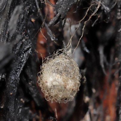 Australomimetus sp. (genus) (Unidentified Pirate spider) at Acton, ACT - 8 Jun 2021 by TimL