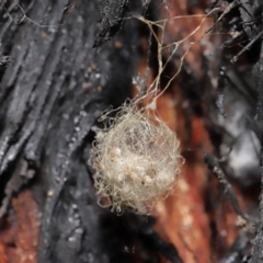 Australomimetus sp. (genus) at Acton, ACT - 8 Jun 2021