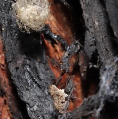 Australomimetus sp. (genus) at Acton, ACT - suppressed