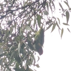 Glossopsitta concinna (Musk Lorikeet) at Albury - 9 Jun 2021 by Darcy