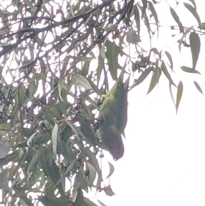 Glossopsitta concinna (Musk Lorikeet) at Charles Sturt University - 9 Jun 2021 by Darcy