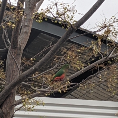 Alisterus scapularis (Australian King-Parrot) at Albury - 9 Jun 2021 by Darcy