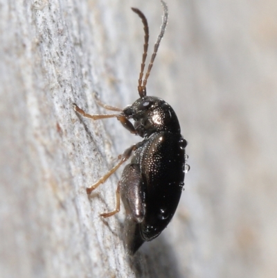 Alticini (tribe) (Unidentified flea beetle) at Acton, ACT - 8 Jun 2021 by TimL