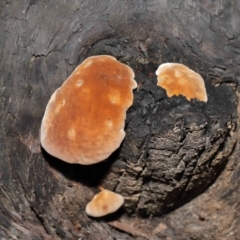 zz Polypore (shelf/hoof-like) at Acton, ACT - 8 Jun 2021 by TimL